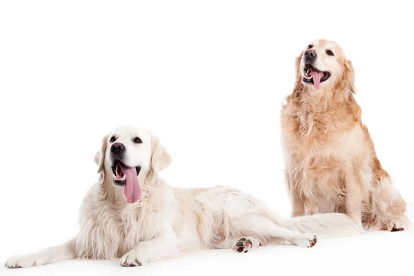 2 chiens golder retriever sur blanc — Photo