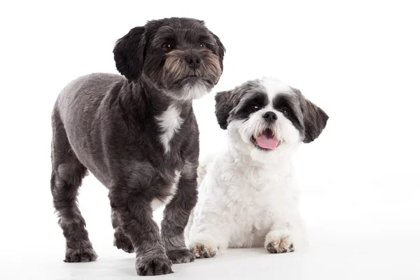 2 shi tzu cães no estúdio — Fotografia de Stock