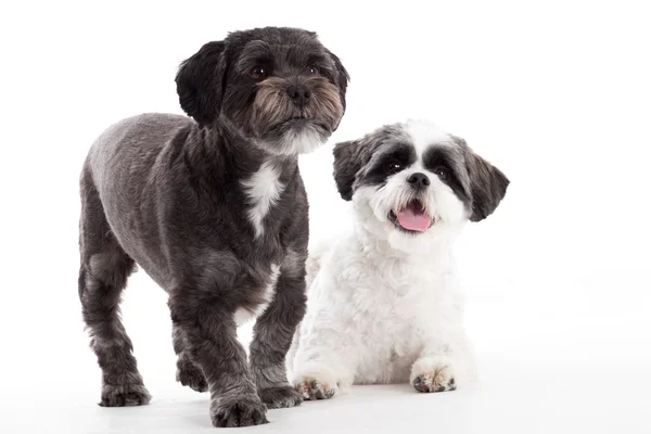 2 shi tzu anjing di studio — Stok Foto