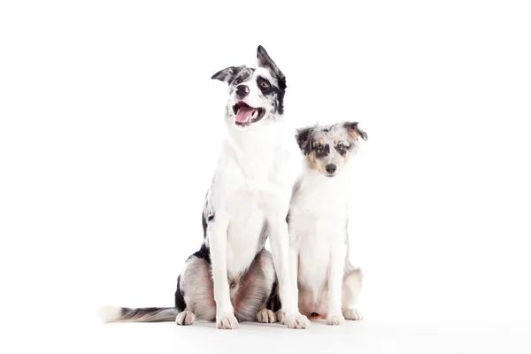 2 голубых собаки Merle изолированы — стоковое фото