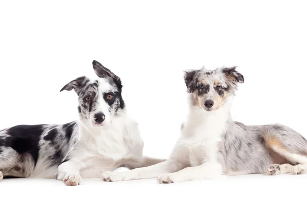 2  blue merle on white — Stock Photo, Image