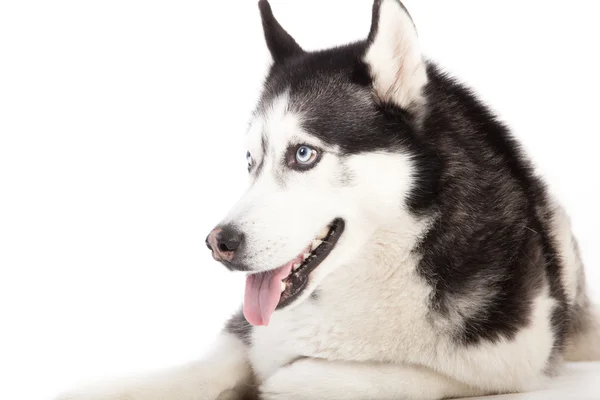 Husky na biały — Zdjęcie stockowe