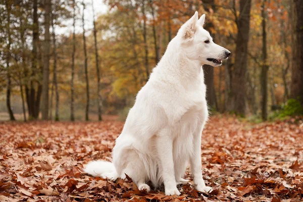 White sheppard in the forest is sitting — Stock Photo, Image