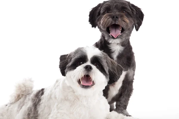 Shi tzu honden in de studio — Stockfoto