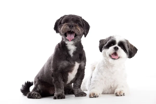 2 shi tzu cães estão olhando — Fotografia de Stock