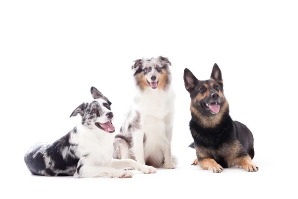 2 dogs  blue merle and sheppard — Stock Photo, Image