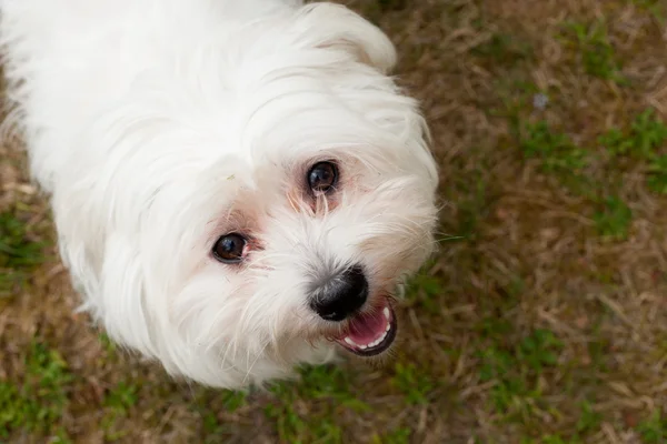 Maltezer on the grass — Stock Photo, Image