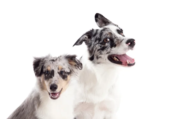 Retrato de 2 cães merle azuis — Fotografia de Stock