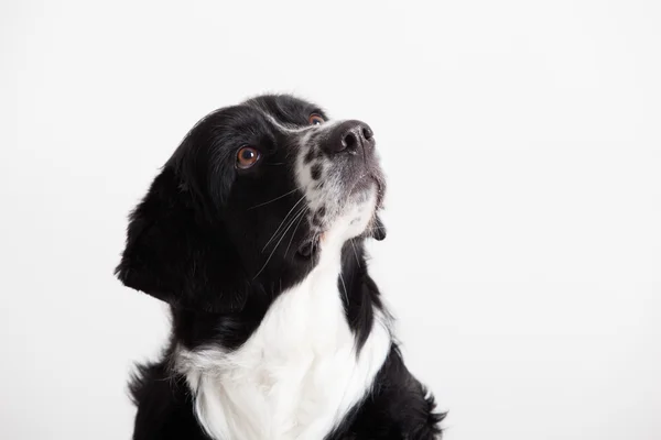 Potret anjing manis — Stok Foto