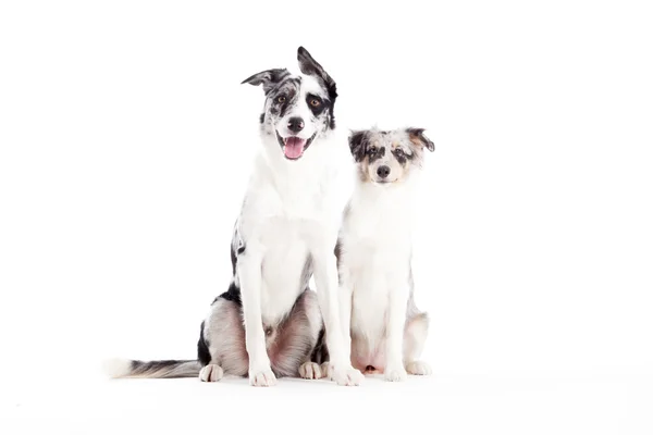 2  blue merle dogs looking — Stock Photo, Image