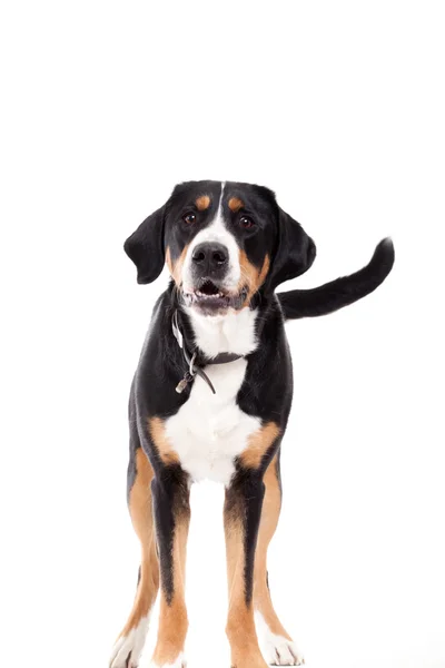Appenzeller sennenhond standing and looking — Stock Photo, Image
