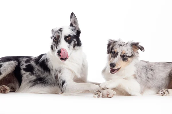 2 cães de merle azuis em branco — Fotografia de Stock