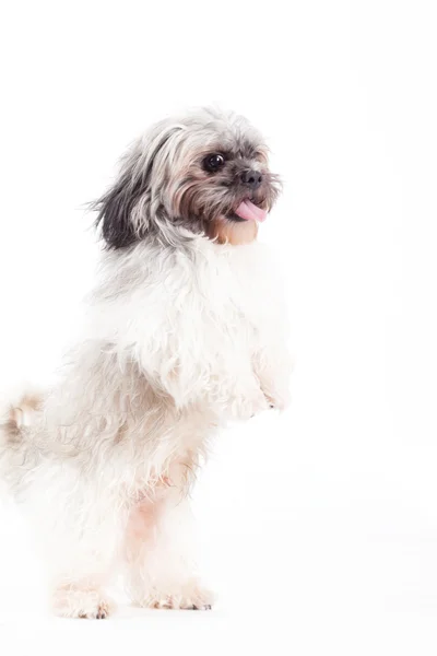 Shi tzu is jumping — Stock Photo, Image