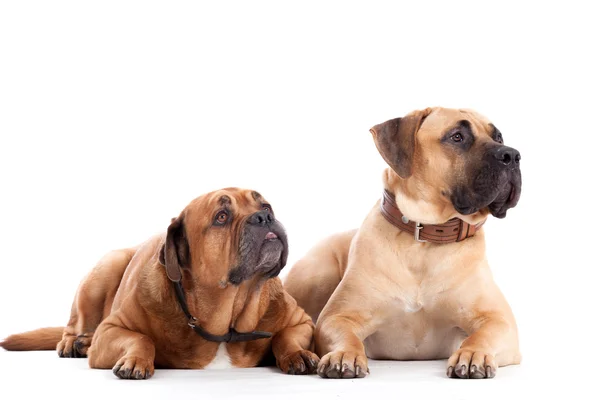 2 Bull mastim cães em branco — Fotografia de Stock