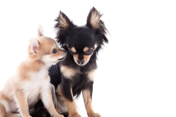 2 chihuahua dogs on white — Stock Photo, Image
