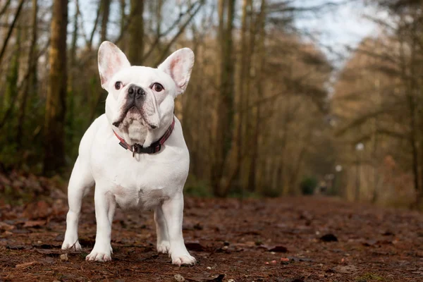 Franse buldog stojący w lesie — Zdjęcie stockowe