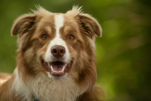 Border Collie im Porträt — Stockfoto