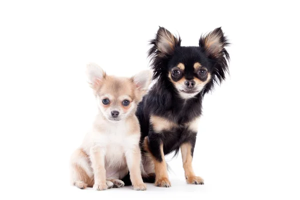 2 chihuahua hundar på vit — Stockfoto