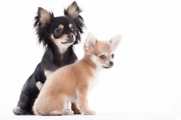 Vacker chihuahua hundar — Stockfoto