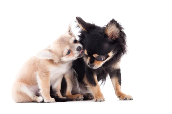 2 chihuahua hundar är omtänksam — Stockfoto