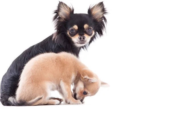 Weet chihuahua dogs — Stock Photo, Image