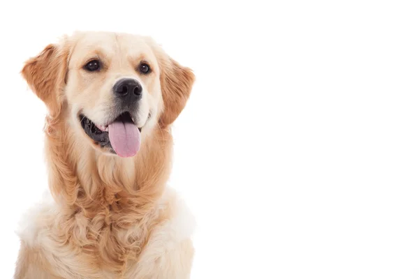 Πορτρέτο του golder retriever Εικόνα Αρχείου