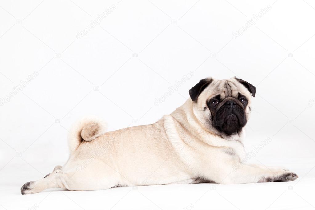  pug dog lays down