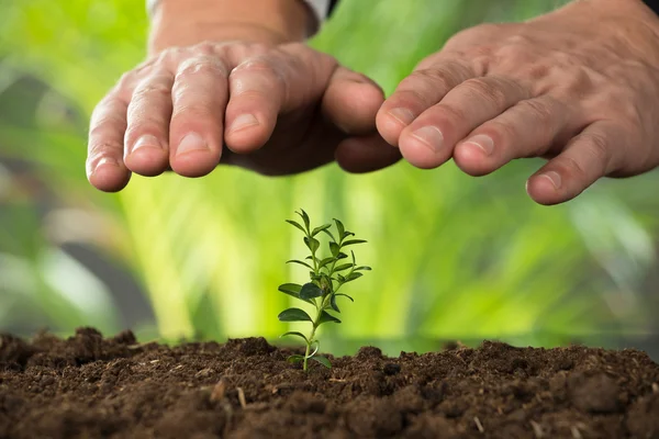 Mani che proteggono la pianta a terra — Foto Stock