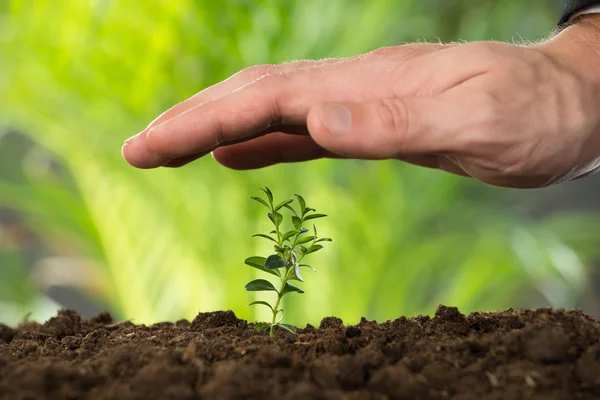 Kéz védelme növény a föld — Stock Fotó