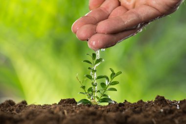 El küçük bitki sulama