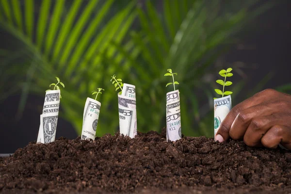 Person Hand Planting Sapling — Stock Photo, Image