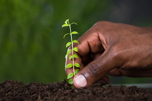 Sapling de plantation de main de personne — Photo