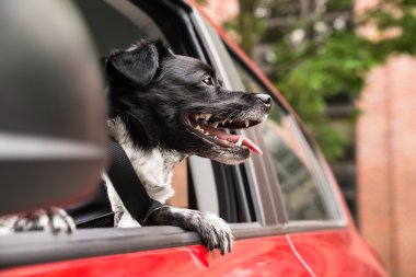 Araba camından dışarı bakan köpek.