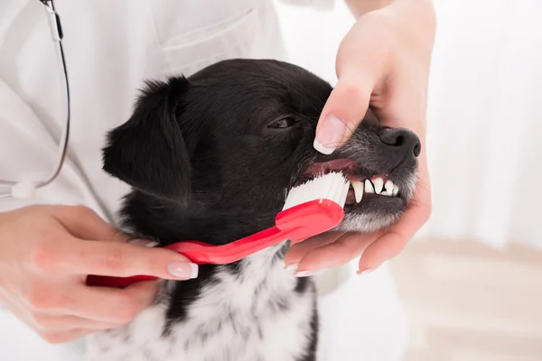 Dientes de perro de limpieza veterinaria con cepillo de dientes — Foto de Stock