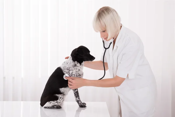 女性獣医病院で犬を調べる — ストック写真