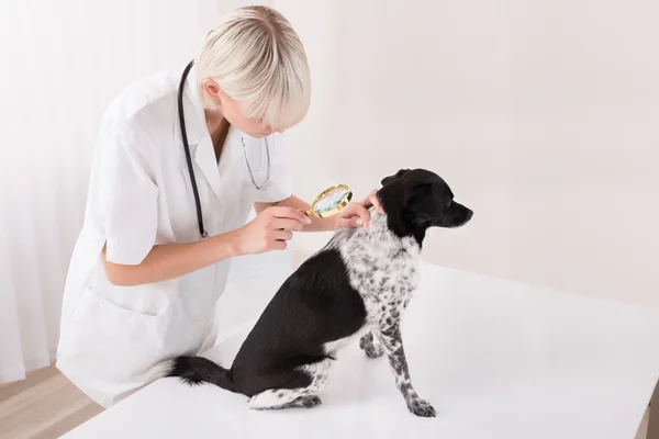 Veterinario guardando i capelli del cane attraverso lente d'ingrandimento — Foto Stock