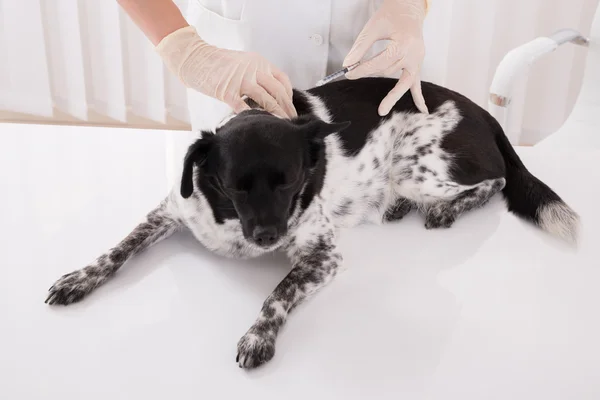Ветеринар, даючи ін'єкції собака — стокове фото