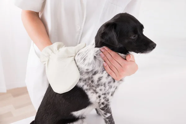 Veterinario Cirujano Examinando Perro — Foto de Stock