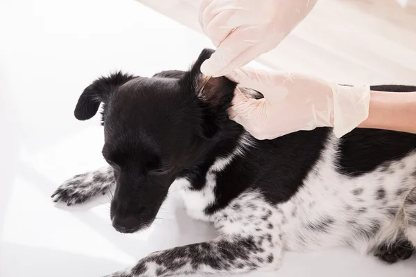 Veterinario pulizia dell'orecchio del cane — Foto Stock