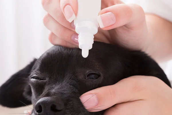 Veterinaria aplicando gota en el ojo de perro — Foto de Stock