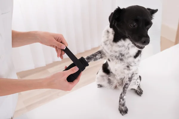 Vet colocando bandagem na pata do cão — Fotografia de Stock