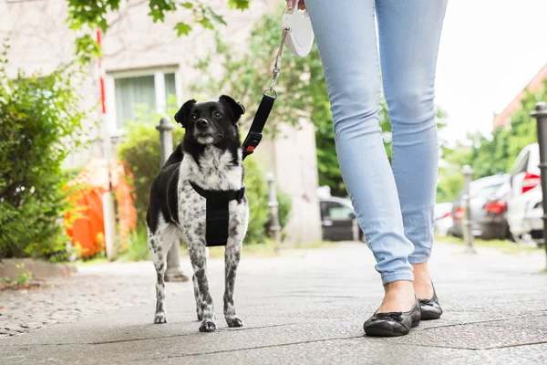 Женщина гуляет со своей собакой — стоковое фото
