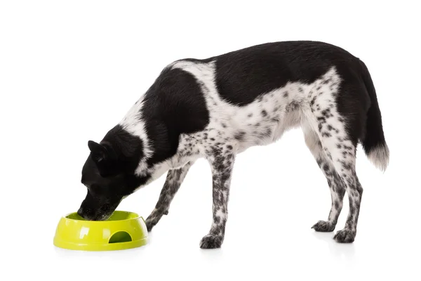 Собака ест пищу из чаши — стоковое фото