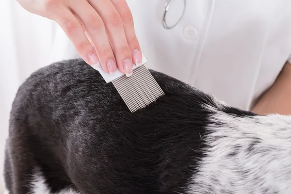 Veterinaria examinando pelo de perro con peine — Foto de Stock