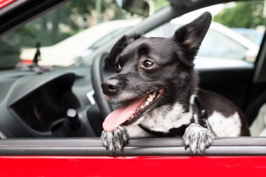 Açık araba pencereden bakarak köpek