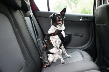 hond in een auto zit