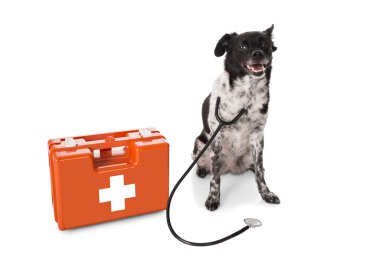 Köpek stetoskop ve ilk yardım kiti ile