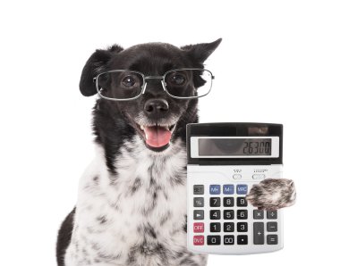 Muhasebeci köpek hesap makinesi ile