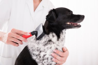 Köpeğin saç bakım veteriner