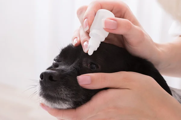 Veterinaria aplicando gota en el ojo de perro — Foto de Stock